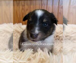 Shetland Sheepdog Puppy for sale in GRAFTON, OH, USA