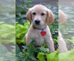 Small Golden Retriever