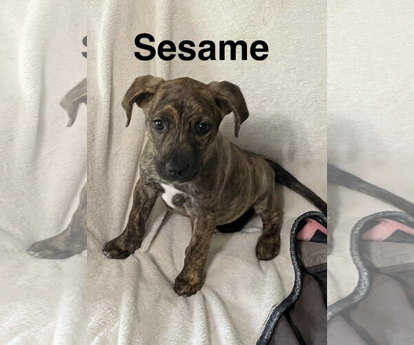 Medium Photo #1 Mutt Puppy For Sale in Topeka, KS, USA