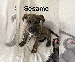 Mutt Dogs for adoption in Topeka, KS, USA