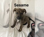 Sesame - Male Mutt Dog for Adoption - Small photo