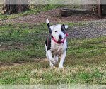 Small Photo #2 American Pit Bull Terrier-Unknown Mix Puppy For Sale in Spotsylvania, VA, USA