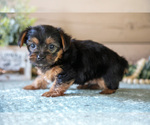 Small Photo #13 Yorkshire Terrier Puppy For Sale in LIGONIER, IN, USA