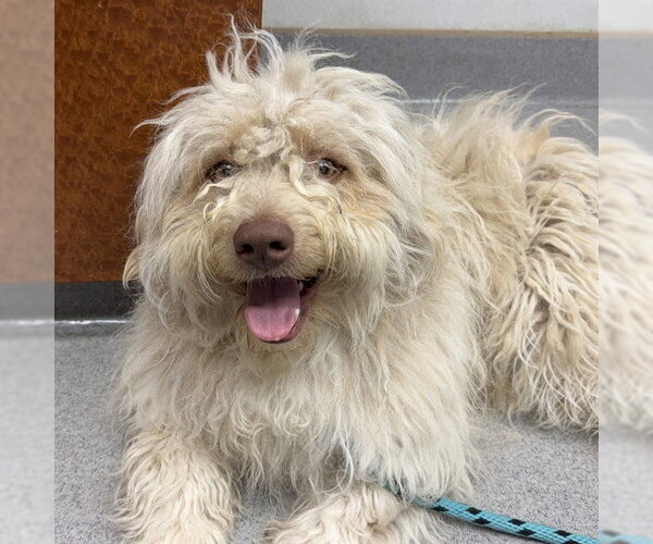 Medium Photo #2 Poodle (Standard)-Wheaten Terrier Mix Puppy For Sale in Rancho Cucamonga, CA, USA