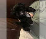 Puppy Ricky Shorkie Tzu