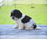 Small #1 ShihPoo