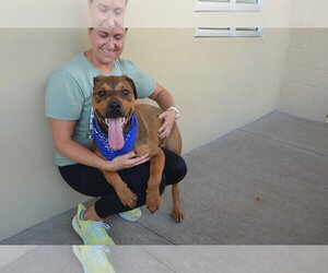 Mutt Dogs for adoption in McKinney, TX, USA