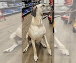 Small Photo #2 Great Dane Puppy For Sale in Olalla, WA, USA