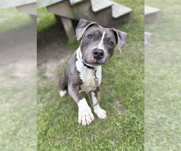 Medium Photo #2 American Pit Bull Terrier Puppy For Sale in Virginia Beach, VA, USA