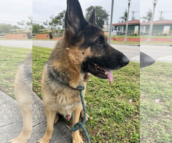 Medium Photo #6 German Shepherd Dog Puppy For Sale in Plantation, FL, USA