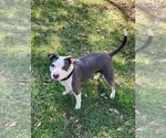 Small #5 American Staffordshire Terrier Mix