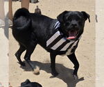 Small #6 Pug Mix