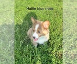 Small #2 Pembroke Welsh Corgi