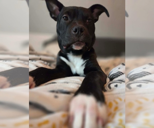 Medium Photo #2 American Bulldog-Unknown Mix Puppy For Sale in Oro Medonte, Ontario, Canada