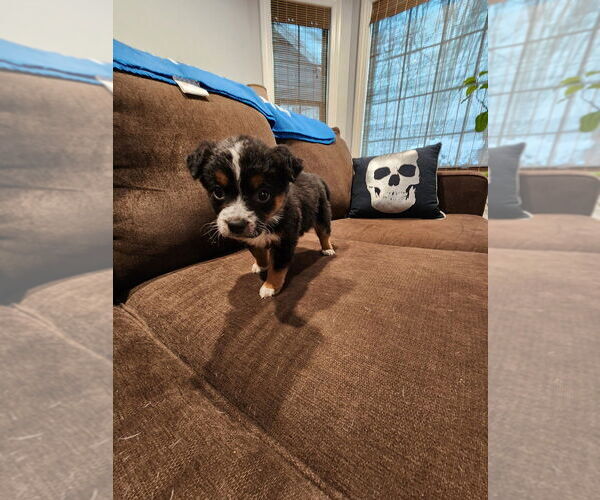 Medium Photo #2 Mutt Puppy For Sale in Mooresville, NC, USA