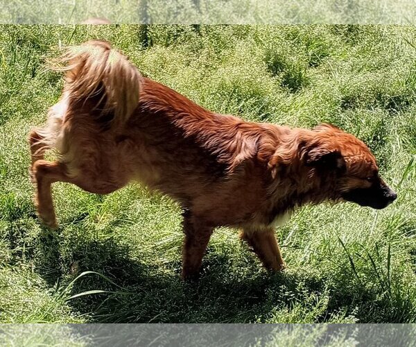 Medium Photo #3 Border Collie-Unknown Mix Puppy For Sale in Harrison, AR, USA