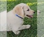 Small Photo #5 Labrador Retriever Puppy For Sale in CEDAREDGE, CO, USA