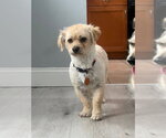 Small #4 Colonial Cocker Spaniel Mix