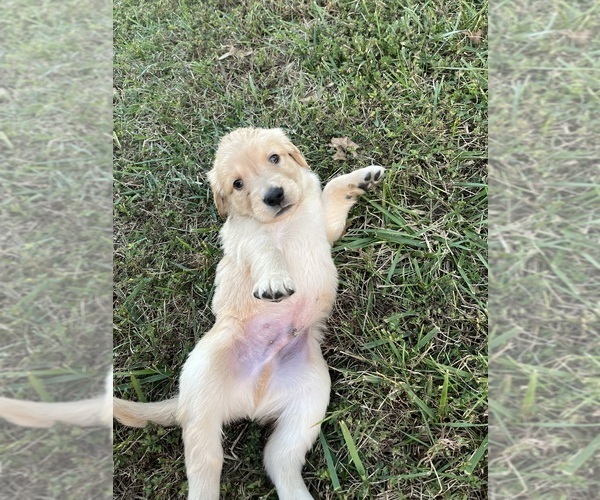 Medium Photo #21 English Cream Golden Retriever Puppy For Sale in CENTERTOWN, MO, USA