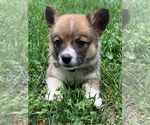 Small Photo #1 Pembroke Welsh Corgi Puppy For Sale in HOWARD, OH, USA