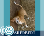 Small #1 Beagle-Catahoula Leopard Dog Mix