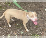 Small #2 American Pit Bull Terrier Mix