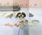 Small #3 Shih Tzu