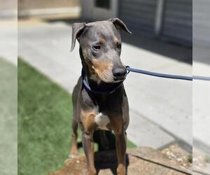 Doberman Pinscher-Unknown Mix Dogs for adoption in Las Vegas, NV, USA