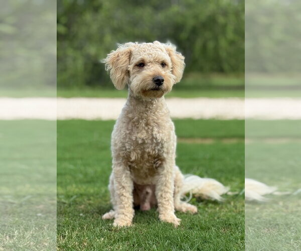 Medium Photo #4 Mutt Puppy For Sale in PIPE CREEK, TX, USA