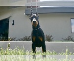 Small #3 Doberman Pinscher