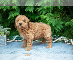 Small Photo #21 Cavapoo Puppy For Sale in KIRKWOOD, PA, USA