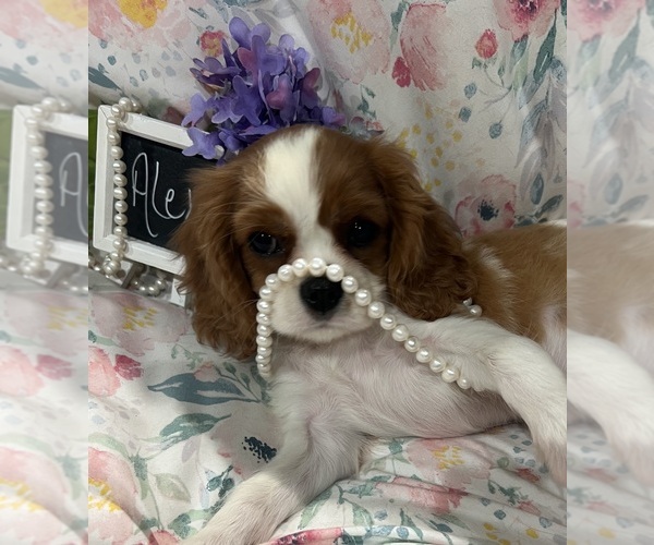 Medium Photo #9 Cavalier King Charles Spaniel Puppy For Sale in ABILENE, TX, USA