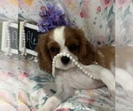 Small #8 Cavalier King Charles Spaniel