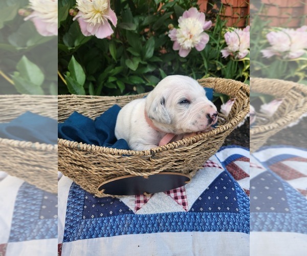 Medium Photo #4 Dalmatian Puppy For Sale in VASSALBORO, ME, USA