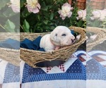 Small #3 Dalmatian