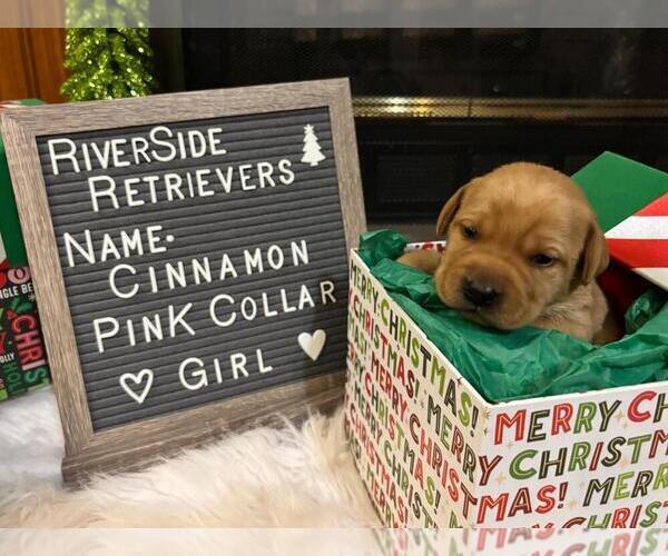 Medium Photo #6 Labrador Retriever Puppy For Sale in MOUNT AIRY, NC, USA