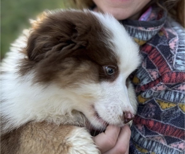 Medium Photo #12 Miniature American Shepherd Puppy For Sale in NOLENSVILLE, TN, USA