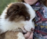 Small #4 Miniature American Shepherd