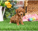 Small #1 Poodle (Miniature)