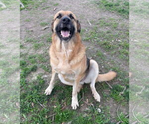 Adera - Female Great Pyrenees-Unknown Mix Dog for Adoption - Photo #2