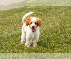 Goldendoodle (Miniature) Puppy for sale in WOLCOTTVILLE, IN, USA