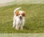 Small Goldendoodle (Miniature)