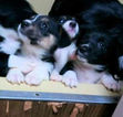 Small Photo #18 Border Collie-Pembroke Welsh Corgi Mix Puppy For Sale in ORCHARD, CO, USA