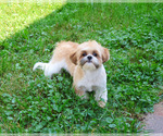 Small #7 Shih Tzu