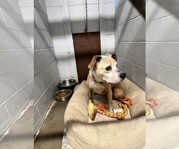 Medium Photo #4 Chihuahua-Unknown Mix Puppy For Sale in Kewanee, IL, USA