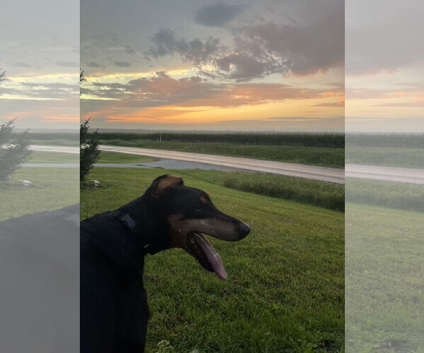 Medium Photo #6 Doberman Pinscher Puppy For Sale in Buffalo, MN, USA