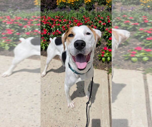 Medium Photo #1 Beagle-Unknown Mix Puppy For Sale in Rockaway, NJ, USA