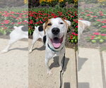 Small Beagle Mix