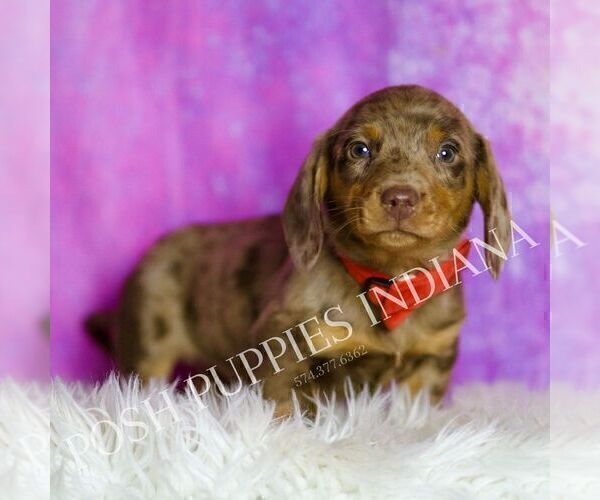 Medium Photo #5 Dachshund Puppy For Sale in WARSAW, IN, USA