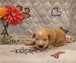 Small Photo #6 Australian Labradoodle-Labradoodle Mix Puppy For Sale in ROY, WA, USA